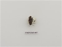 藏品(松斑天牛)的圖片